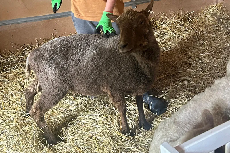 Lapsi silittää lammasta talliympäristössä
